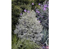 Jean Huchet PITTOSPORUM tenuifolium Variegatum C3L Arbuste