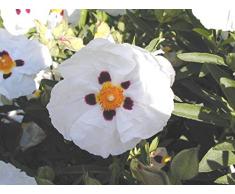 Jean Huchet Cistus Purpureus Alann Frad C3L Arbuste, Blanc Pourpre