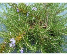 Jean Huchet ROSMARINUS officinalis Pointe du raz C3L Arbuste