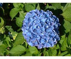 Jean Huchet Hydrangea Macrophylla Benelux C3L Arbuste, Rose Ou Bleu