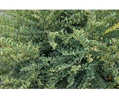 Jean Huchet LIGUSTRUM ibota C3L Arbuste