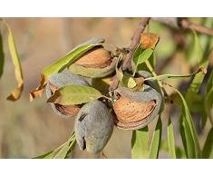 Jean Huchet Plantes - Arbre fruitier Amandier Texas