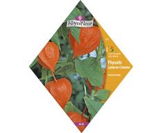Royalfleur PFRV00270 Graines de Physalis Lanterne Chinoise