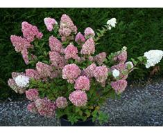 Jean Huchet Hydrangea paniculata Sundae Fraise (r) C3L Arbuste