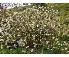 Jean Huchet EDGEWORTHIA crysantha C3L Arbuste
