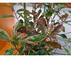 Jean Huchet PHOTINIA x fraseri Louise C3L Arbuste