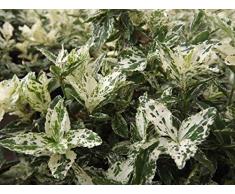 Jean Huchet Euonymus fortunei Harlequin C3L Arbuste