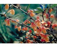 Jean Huchet BERBERIS darwini C3L Arbuste