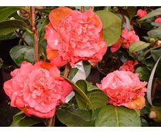 Jean Huchet Camelia Japonica Blood of China C3L Arbuste