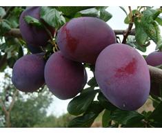 Jean Huchet Plantes - Arbre fruitier Prunier Reine Claude 21448