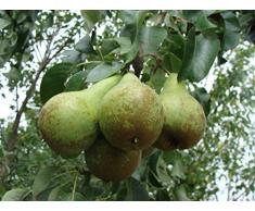 Jean Huchet Plantes - Arbre fruitier Kits Trois Poiriers