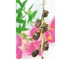 Lot de graines de crâne avec terre fruitée et engrais