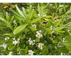 Jean Huchet Pittosporum Tobira C3L Arbuste, Blanc Crème