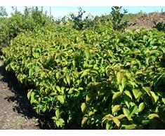 Jean Huchet CORNUS stolonifera Kelseyi C3L Arbuste