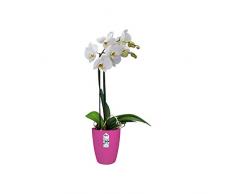 Elho Brussels Orchidée Haut 12,5 - Pot De Fleurs - Cerise - Intérieur - Ø 12.7 x H 15.2 cm