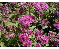 Jean Huchet Spiraea Japonica Anthony Waterer C3L Arbuste