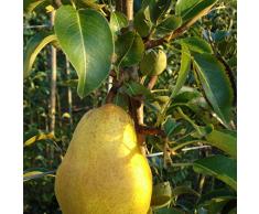 Jean Huchet Plantes - Arbre fruitier Kit Fruitier Pommes et Poires 5 Arbres