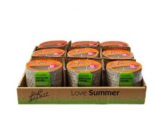 The Buzz STV International stv432 m Bougie marocain, Citronnelle, Gris, 10.4 x 10.4 x 9,7 cm