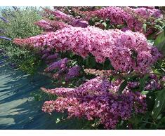 Jean Huchet Buddleia Davidii Black Night C3L Arbuste, Bleu Nuit