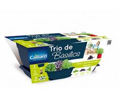 Caillard PFCW16255 Trio de Basilics Jardinière 40 x 21 x 17 cm