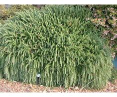 Jean Huchet ROSMARINUS officinalis C3L Arbuste