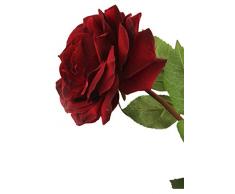 Floral Elegance Artificiel 92 cm Tige Unique Ouverte Roses Bordeaux X 12 – Artificiel de Plage de Fleur en Soie