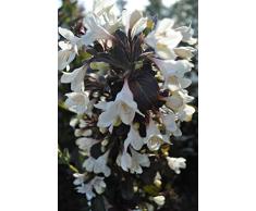 Jean Huchet Weigela Ebony and Ivory C3L Arbuste
