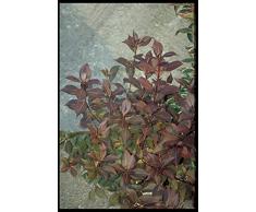 Jean Huchet Weigela Florida Victoria C3L Arbuste, Rose Vif