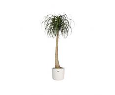 Elho B.for Soft Rond 25 - Pot De Fleurs - Blanc - Intérieur - Ø 24.9 x H 23.3 cm