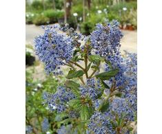 Jean Huchet Bord de mer Haie colorée tons vifs, Multicolore, 9 x 9 x 20 cm