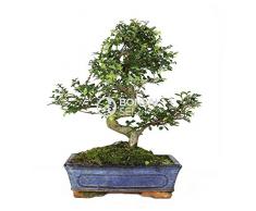 Bonsaï 10 ans 32.75x28.00x45.75 cm multicolore