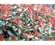 Jean Huchet Photinia x Fraseri Red Robin C3L Arbuste, Blanc