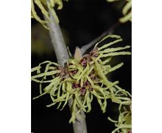 Jean Huchet Hamamelis mollis Orange C3L Arbuste