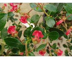Jean Huchet ESCALLONIA macrantha Rubra C3L Arbuste