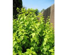 Jean Huchet Haie Double variée, Multicolore, 9 x 9 x 20 cm