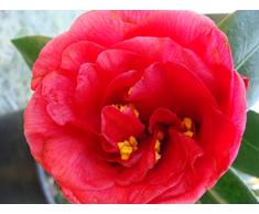 Jean Huchet Camelia Japonica Rouge C3L Arbuste,
