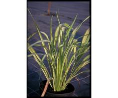 Jean Huchet Phormium Yellow Wave C3L Arbuste