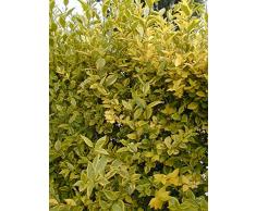 Jean Huchet LIGUSTRUM ovalifolium Aureum C3L Arbuste