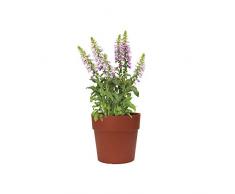 Elho Vibia Pot de fleurs rond Marron