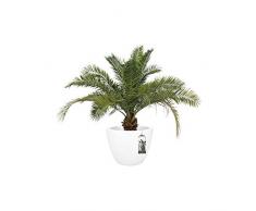 Elho Pure Soft Round Wheels 60 - Pot De Fleurs - Blanc - Intérieur & Extérieur - Ø 59 x H 44.5 cm