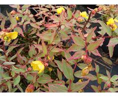 Jean Huchet Hypericum moserianum Tricolor C3L Arbuste