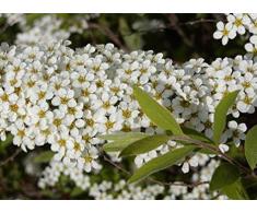 Jean Huchet Spiraea arguta Grefsheim C3L Arbuste
