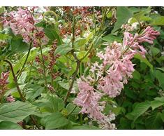 Jean Huchet Syringa Prestoniae James Mac Farlane C3L Arbuste, Rose