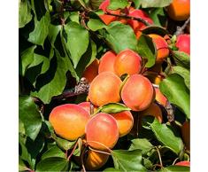 Jean Huchet Plantes - Arbre fruitier Abricotier Précoce de Saumur