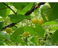 Jean Huchet Plantes - Arbre fruitier Cerisier Bigareau Or 328