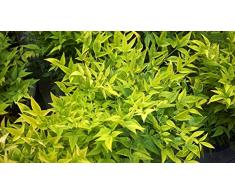 Jean Huchet NANDINA domestica Magical (r) Lemon Lime C3L Arbuste
