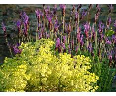 Jean Huchet LAVANDULA stoechas Pedunculata C3L Arbuste