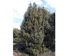 Jean Huchet Laurus nobilis C3L Arbuste