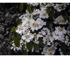 Jean Huchet Viburnum plicatum Lanarth C3L Arbuste