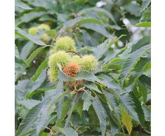 Jean Huchet Plantes - Arbre fruitier Châtaigner Dore de Lyon 6892